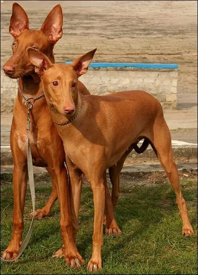 Il y a une grande ressemblance entre ces deux races de chiens, faites le bon choix...