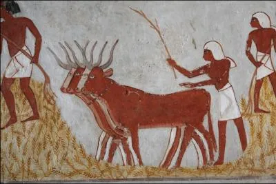 On procda  la main, puis avec des animaux, aujourd'hui l'opration est mcanise. Quel est le terme employ pour sparer les tiges de paille de leurs pis ?