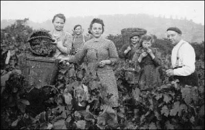 Pour quelles activits l'appellation vendanges est-elle rserve ?