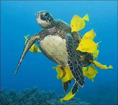 Cette tortue va se nourrir de ces poissons !