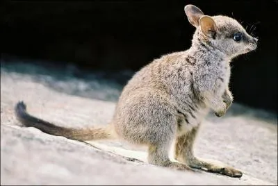 Des wallabies sauvages se reproduisent en France !