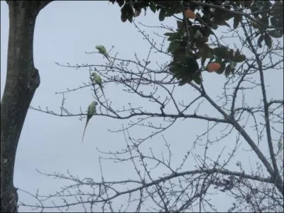 Des perruches  collier sauvages se reproduisent en France !