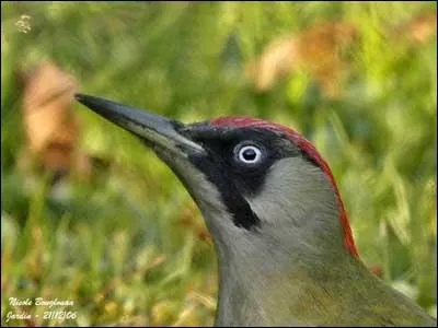 Le pivert se nourrit de serpents !