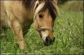 Pourquoi le Fjord a-t-il la crinire dite en  brosse  ?
