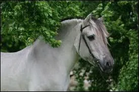 Combien de robes le Fjord peut-il avoir ?