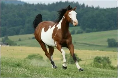 Quel sont les robes acceptes pour le Paint-Horse ?