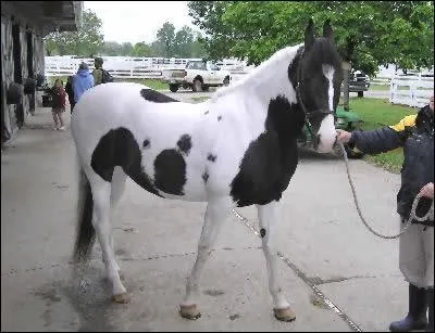Qu'est-ce qui diffrencie le Marwari des autres chevaux ?
