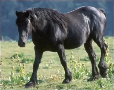 A quel autre cheval ressemble le Mrens ?