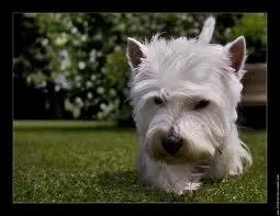 De quelle marque ce westie est-il la mascotte ?