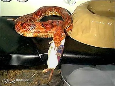 L'cole de Poudlard compte quatre maisons : Gryffondor - Poufsouffle - Serdaigle et ...