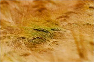 Tandis que, de la terre, une brise (... )