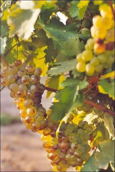 Madeleine est-il le nom d'un cpage prcoce ?