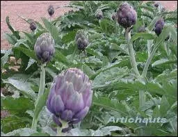 Avant d'arriver en France, l'artichaut tait sans doute prsent ailleurs. C'est durant la renaissance, au 16e sicle, qu'on signale sa prsence pour la 1re fois en . .