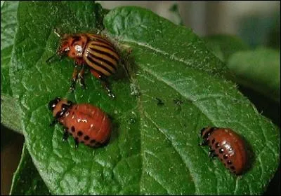 Le lundi des patates, le mardi des patates aussi, mais le mercredi avec ces bestioles c'est moins sur ...