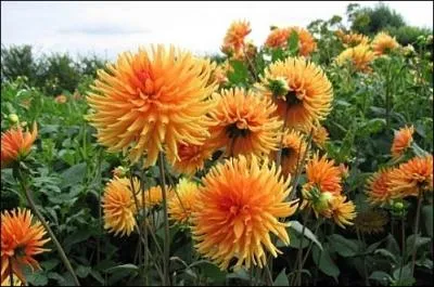 Un joli bouquet de ... .