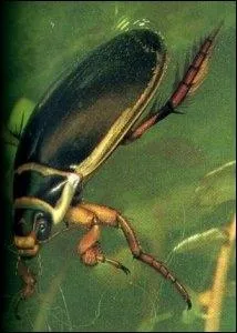 Un petit insecte aquatique trs rapide, c'est un ... .