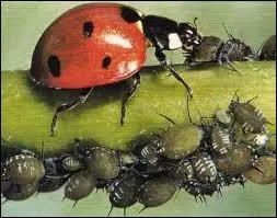 La B�te � Bon-Dieu autrement dit la coccinelle, d�vore jusqu'� __________ pucerons au quotidien.