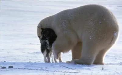 Tous les ans, mes congnres et moi-mme faisons un plerinage aux alentours de cette ville glace, qui porte le nom d'un clbre fumeur de cigares, surnomme  la capitale mondiale des ours 