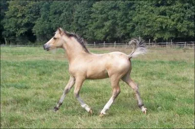 Comment s'appelle ce mammifre ?