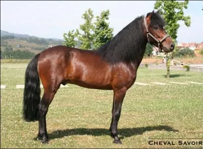 Comment s'appelle ce mammifre ?