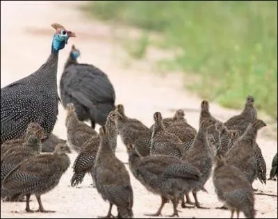 Ces oiseaux sont des dindes !
