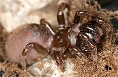 On trouve des mygales en France !