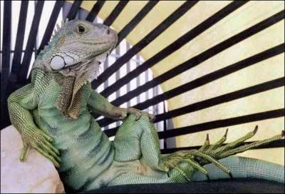 L'iguane est un redoutable prdateur !