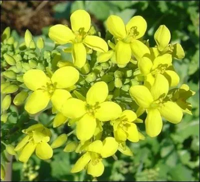 Il est "jaune boule d'or", de Nancy à collet violet, boule de neige ou blanc de Milan.