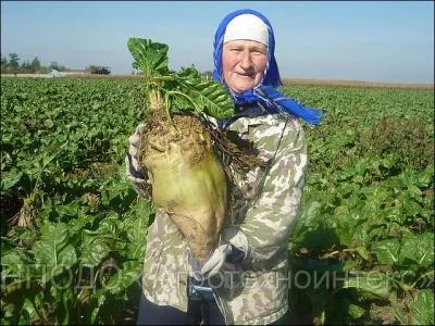 La betterave est cultivée pour la consommation en légume, la fabrication du sucre mais encore comme plante :