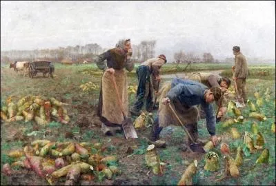 La France est le premier producteur mondial de sucre de betteraves. Où se concentre sa culture ?