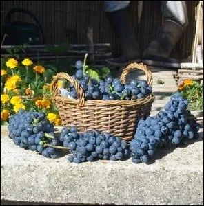 Lequel de ces cpages est un cpage utilis comme raisin de table et non pour l'laboration du vin ?