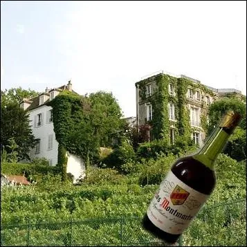 Sur la butte Montmartre  Paris, subsiste une vigne produisant bon an mal an environ 1700 bouteilles de 50 cl. Quel est le caractre particulier de ce vignoble parisien ?