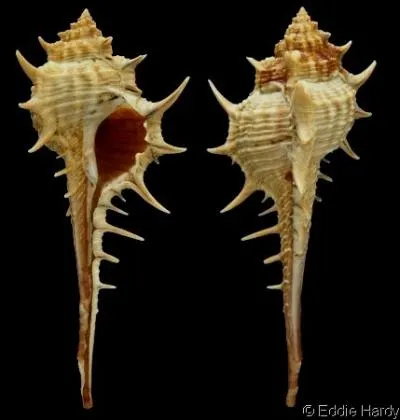 Commun dans les mers chaudes, ce gastropode carnivore ouvre la coquille des mollusques dont il est friand  la manire d'un ouvre-bote, c'est le...