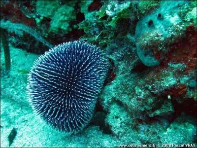 Outre des piquants courts et pais, cet oursin violet possde de petites pinces munies de glandes  venin, c'est l'...