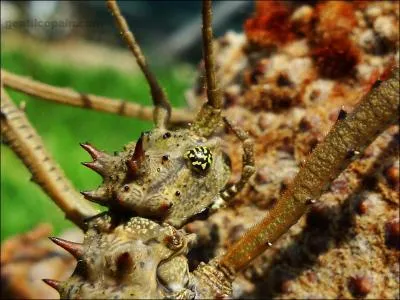 Ce phasme ressemble  un petit bton de bois pineux, c'est le...