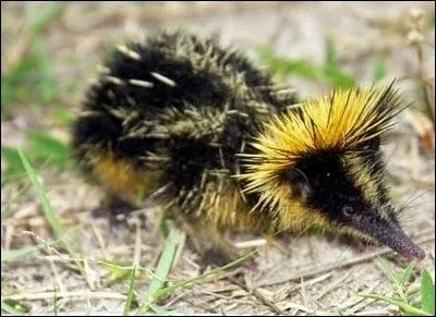 Vivant  Madagascar, cette sorte de musaraigne possde des piquants blancs qui sortent de sa fourrure, ce sont bien sr des moyens de dfense mais aussi de communication, c'est ...