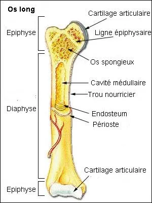 En gnral, les os humains psent environ pour un homme et une femme :