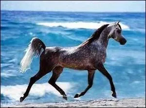 Passons  la dtente : lesquelles de ces sries TV parlent de chevaux ?