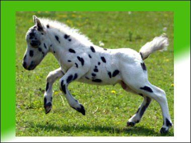 Ce petit cheval de 35 cm serait le plus petit du monde. De quelle race est-il ?