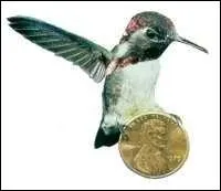 Le zunzuncito endémique à Cuba, plus petit oiseau du monde, n'est pas plus gros qu'un bourdon.