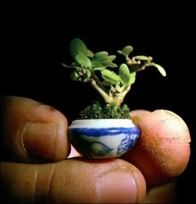 Le plus petit ... . du monde, cultivé en Asie, fait exactement 22 millimètres.