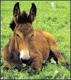 Lorsqu'un ne et une jument s'accouplent, comment s'appelle leur petit ?