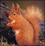 Je suis un cureuil roux. Je suis trs reconnaissable  ma jolie queue en panache. En quoi m'est-elle trs utile ?