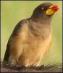 Le pique-boeuf est un petit oiseau trs utile aux grands animaux africains comme les rhinocros, les girafes ou encore les zbres. Quel service leur rend-il ?