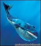 La baleine bleue est le plus gros animal vivant sur la plante Terre. Combien pse sa langue ?