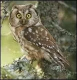 Au sujet de la chouette, on dit :