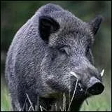 Comment appelle-t-on la femelle du sanglier ?