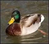 Je suis un canard et, une fois par an, je suis confront  un dlicat problme. Lequel ?