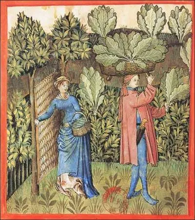 Jardins clos, protgs o poussent des lgumes qui ne conviennent pas aux estomacs fragiles des nobles, selon les mdecins. Celui-ci est un des piliers de l'alimentation des paysans au Moyen ge.