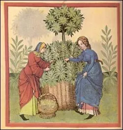 Aux enchantements provoqus par les jardins il faut ajouter ceux des plantes brasses par la mre d'Iseult : le monde vgtal a des vertus magiques. Quelle est celle possde par la sauge ?